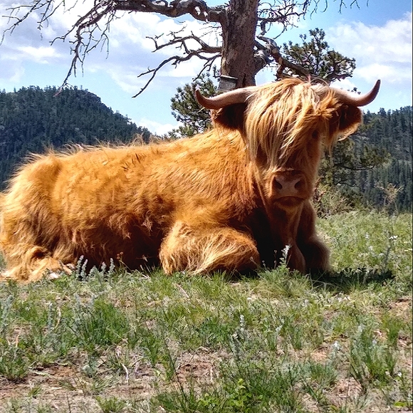 Meet your Posher, Shonna - Picture 3 of 15